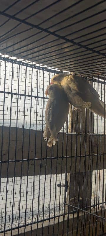 love birds pairs & cage for sale 5