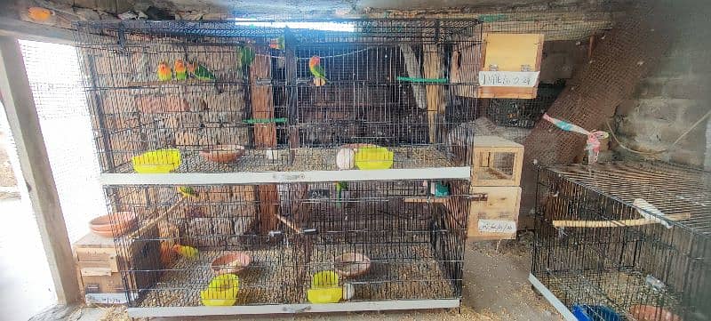 love birds pairs & cage for sale 6