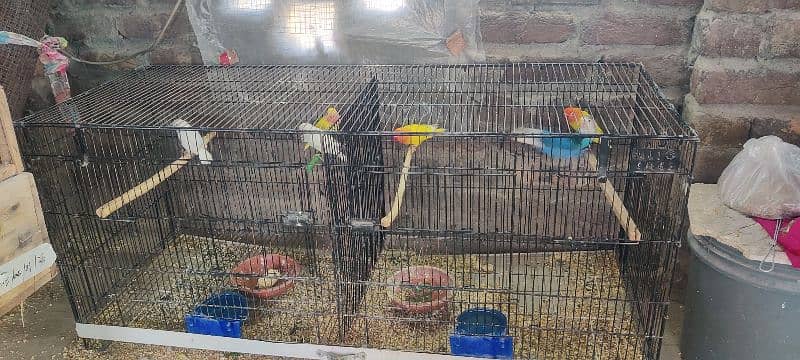 love birds pairs & cage for sale 7