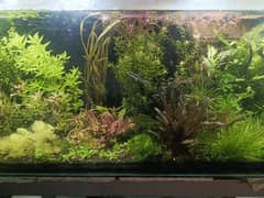 Live Aquarium Plants