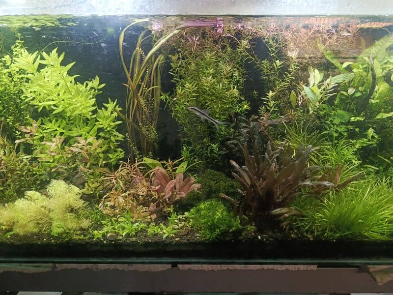 Live Aquarium Plants 0