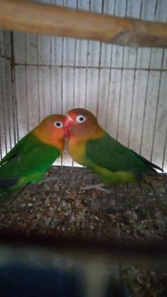 lovebirds