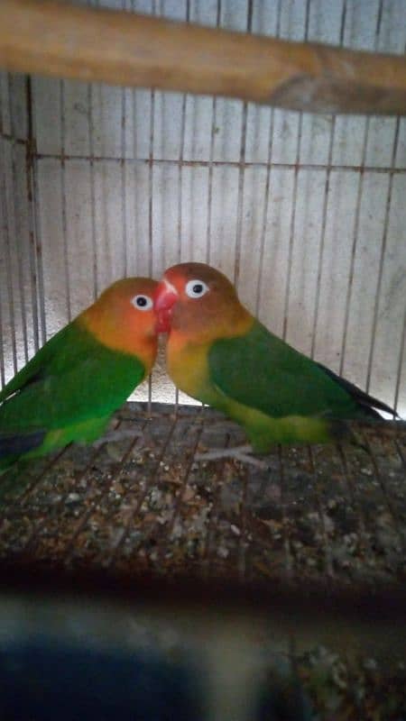 lovebirds 0