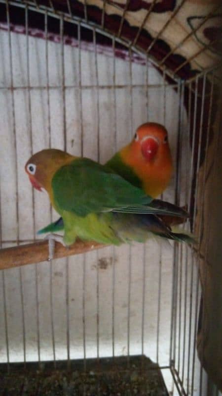 lovebirds 1