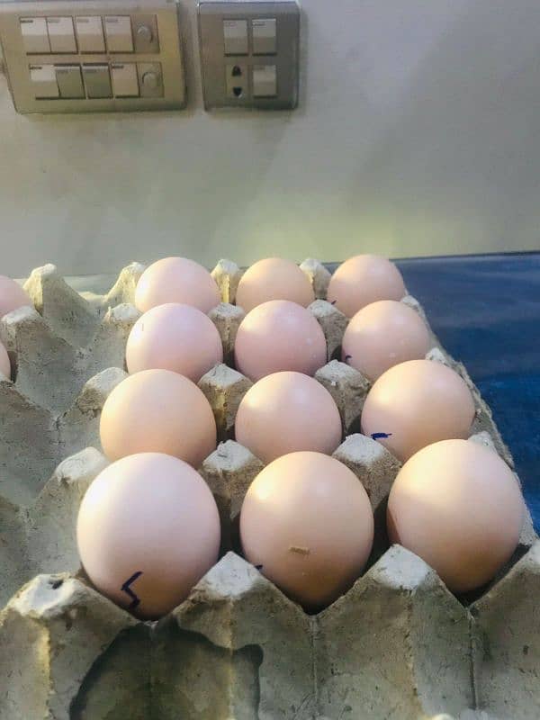 White Ooh shamo fertile eggs available 0