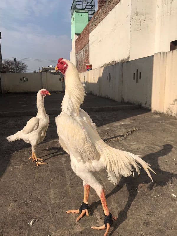 White Ooh shamo fertile eggs available 1