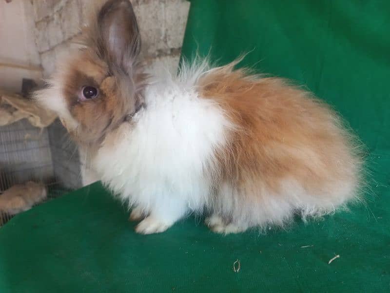 fancy rabbits breeds lop dwarf German holland other 0