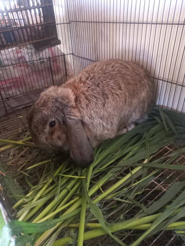 fancy rabbits breeds lop dwarf German holland other 1