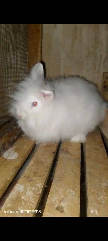 fancy rabbits breeds lop dwarf German holland other 2