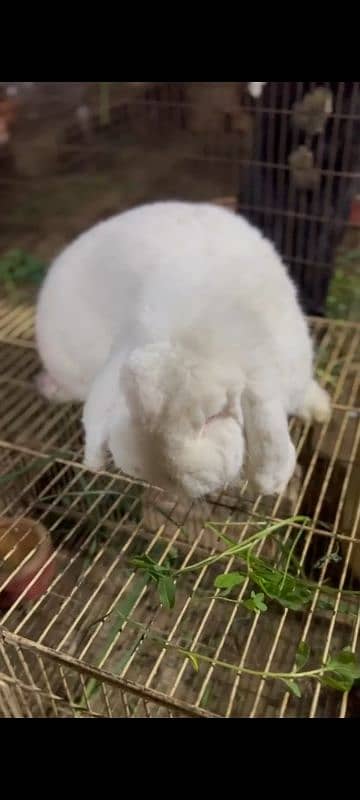 fancy rabbits breeds lop dwarf German holland other 3