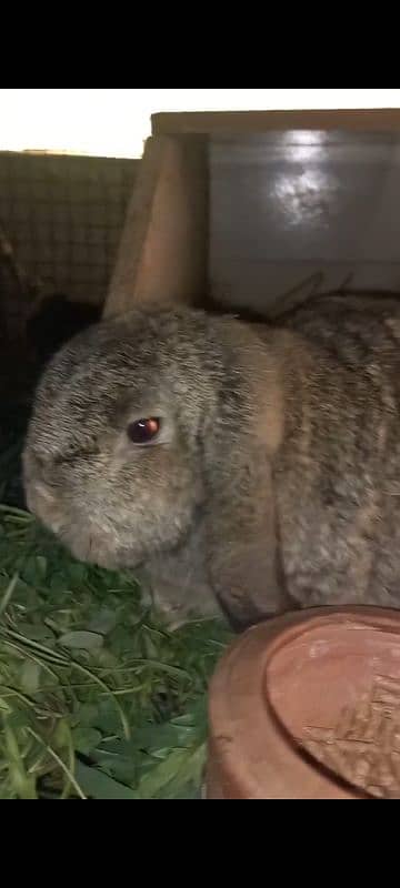 fancy rabbits breeds lop dwarf German holland other 4