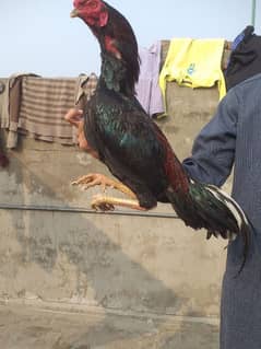 Shamo/Thai/Burmi/Bengum/Amroha/Chicks/Male/Female/ Breeder