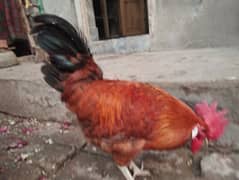 Green Legged Partridge Hen and others