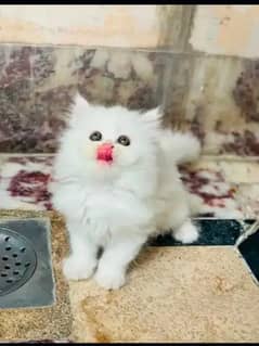 Persian cat eag 2 month for sale 03250120476 WhatsApp