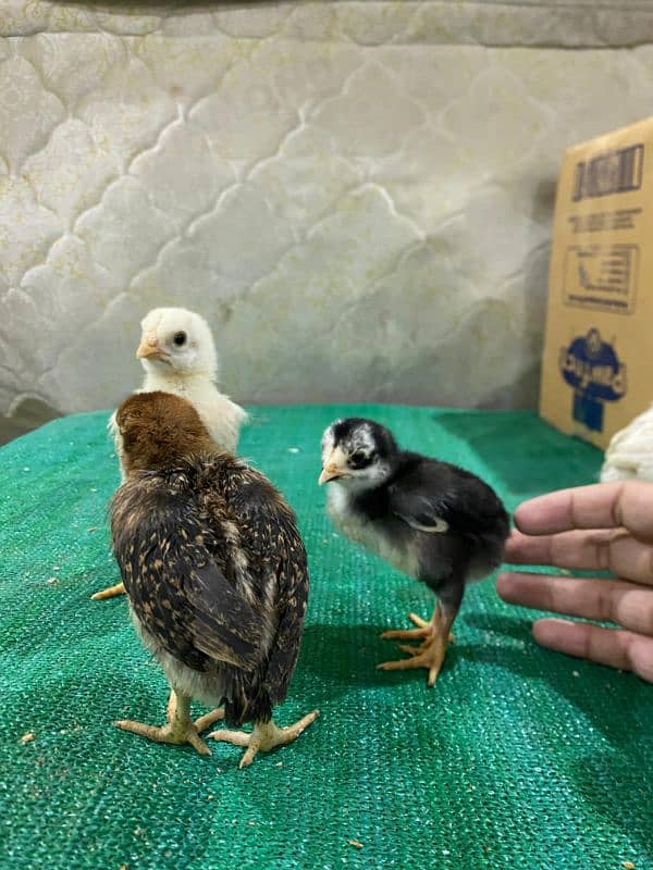 Aseel mianwali,chicks,eggs ,Sindhi,thai 4