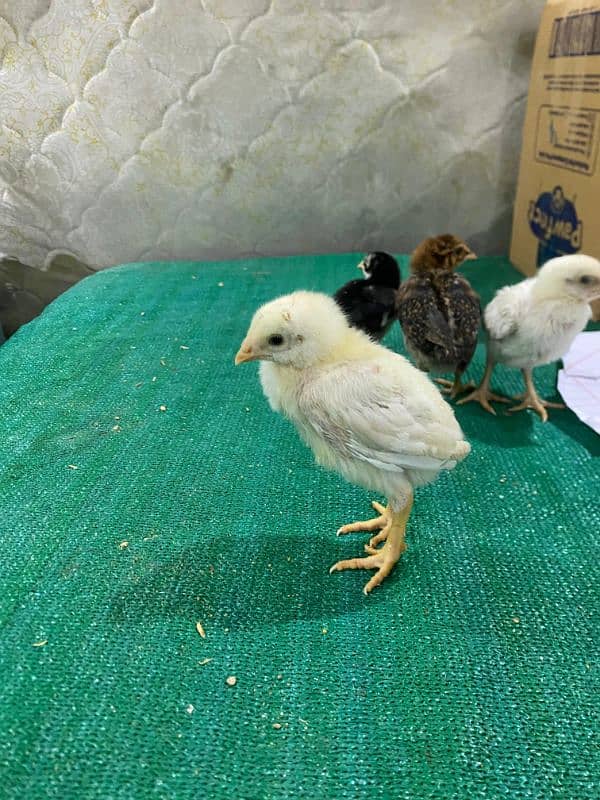 Aseel mianwali,chicks,eggs ,Sindhi,thai 7