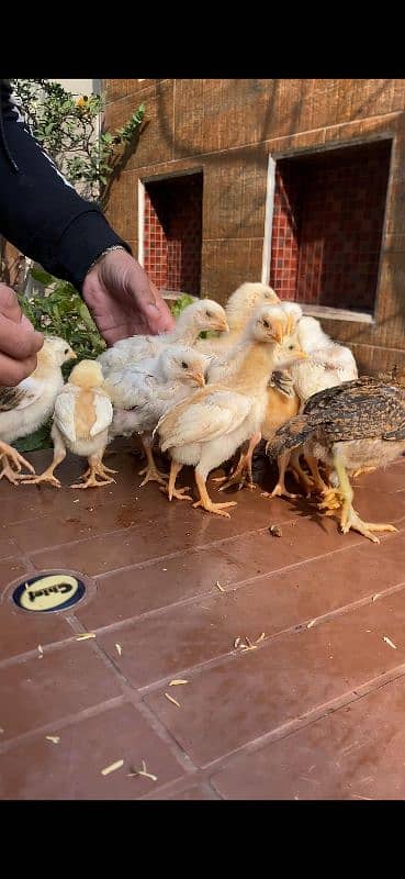 Aseel mianwali,chicks,eggs ,Sindhi,thai 9