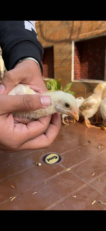 Aseel mianwali,chicks,eggs ,Sindhi,thai 10