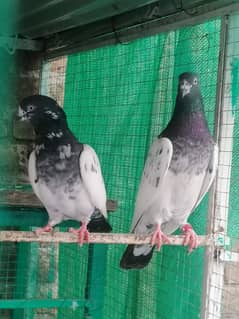 taddy pair for sale