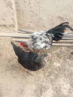 Misri Aseel cross Rooster Hen pair for sale/ Fertile eggs available