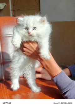 Persian Male Kitten/Triple coat