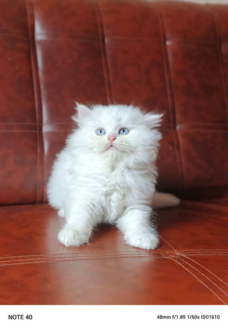 Persian Male Kitten/Triple coat 0