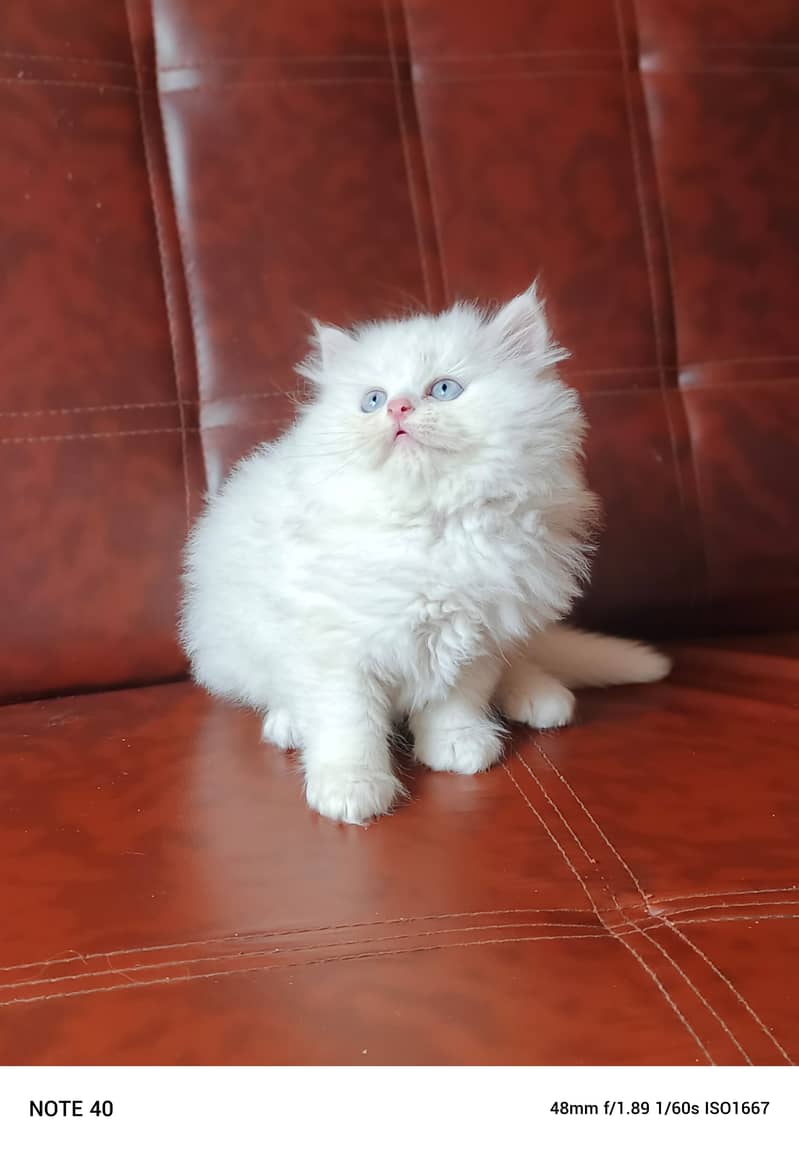 Persian Male Kitten/Triple coat 2