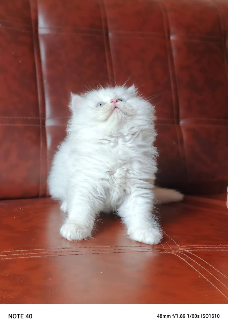 Persian Male Kitten/Triple coat 3