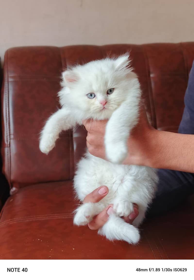 Persian Male Kitten/Triple coat 4