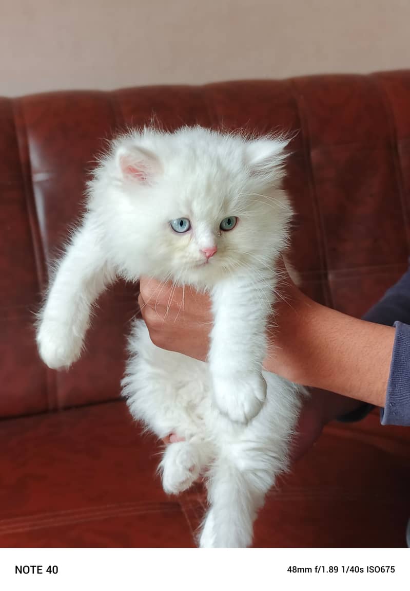 Persian Male Kitten/Triple coat 5