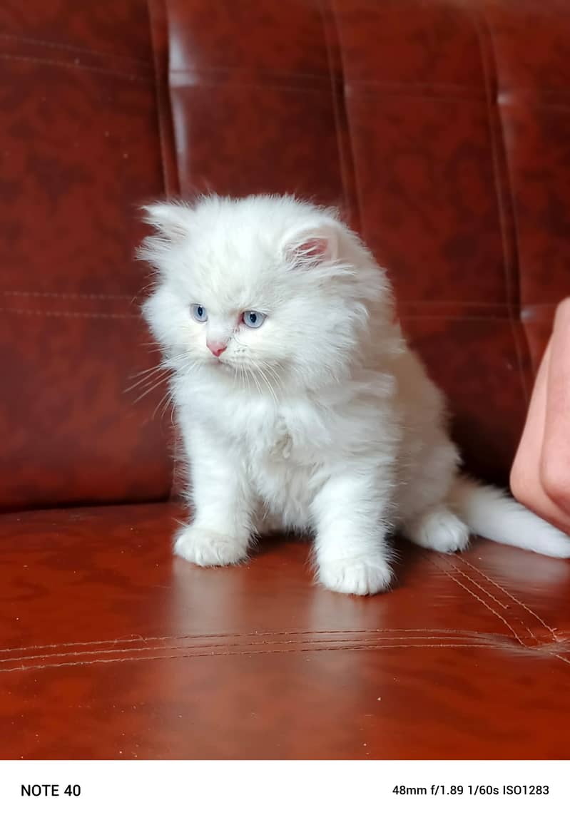 Persian Male Kitten/Triple coat 6