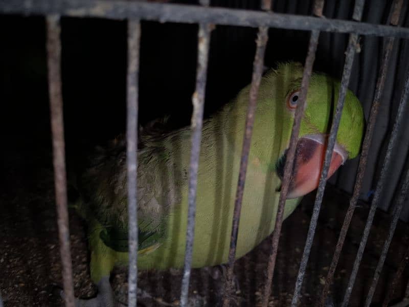 Ringneck Greenparrot katha female for sell 0