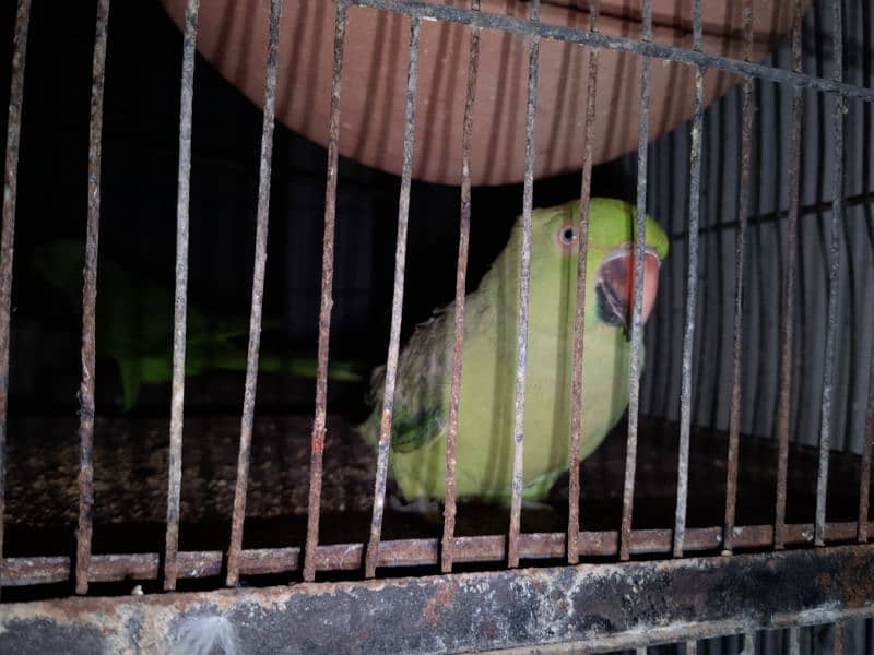 Ringneck Greenparrot katha female for sell 1