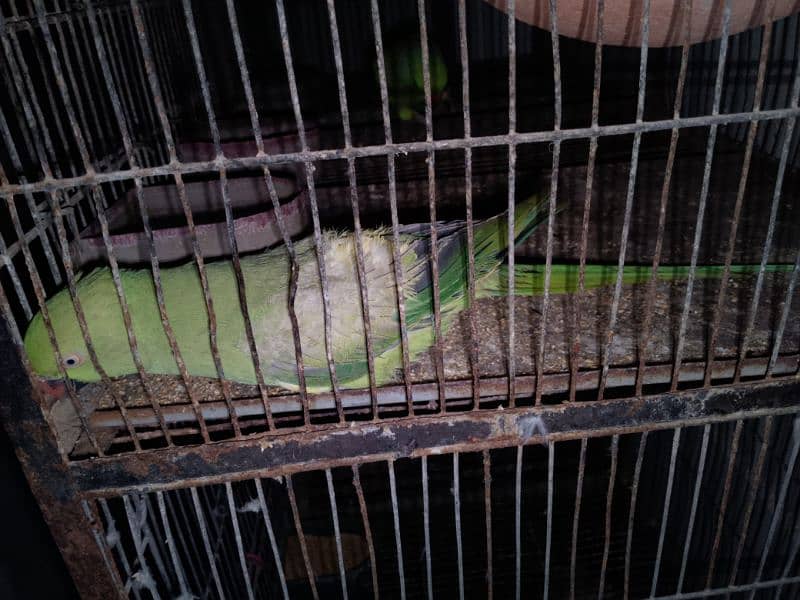 Ringneck Greenparrot katha female for sell 2