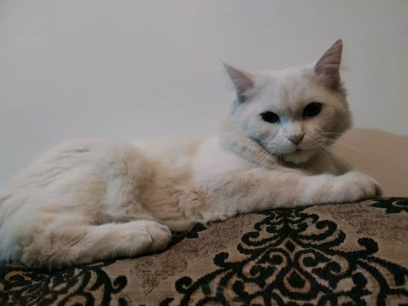 persian Male up for adoption 2