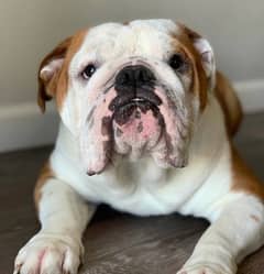 Imported British Bulldog Pair available