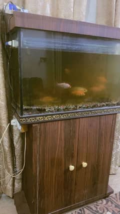 fishes available with acqurium and stand space box