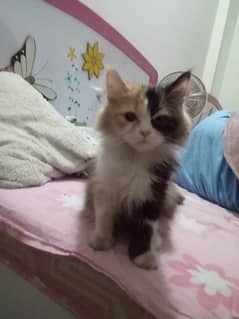 SEMI PUNCH PERSIAN MALE KITTEN TRIPLE COATED