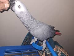 african grey parrot