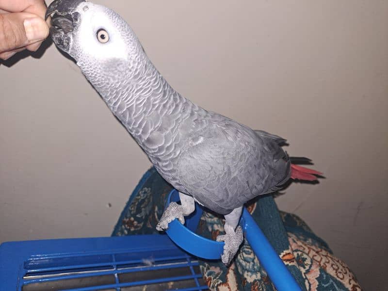 african grey parrot 0