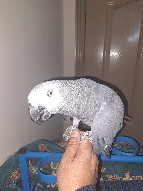 african grey parrot 1