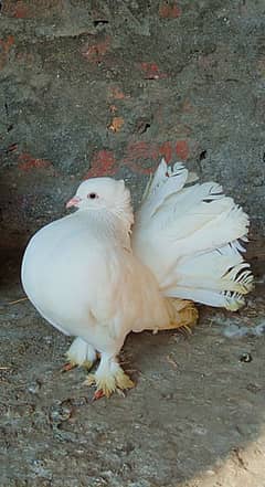 lucky pigeons kabootar for sale 03094196420