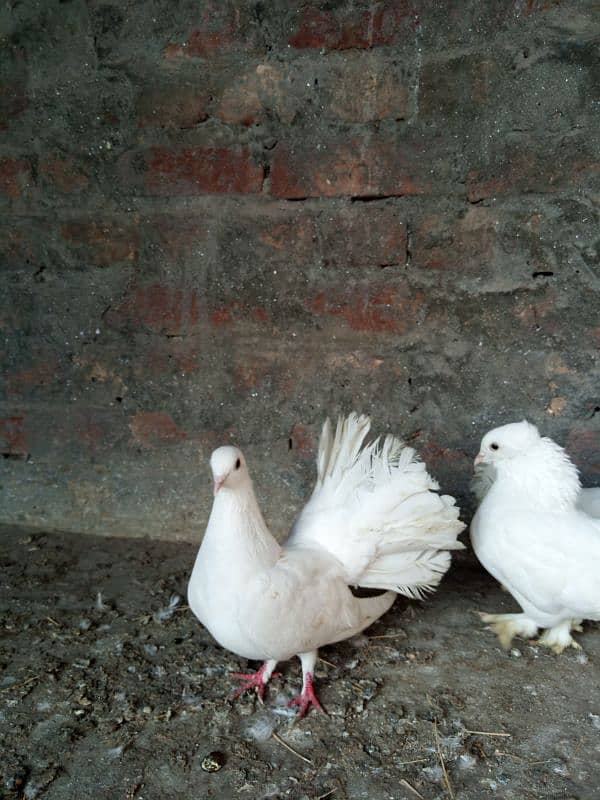 lucky pigeons kabootar for sale 03094196420 2