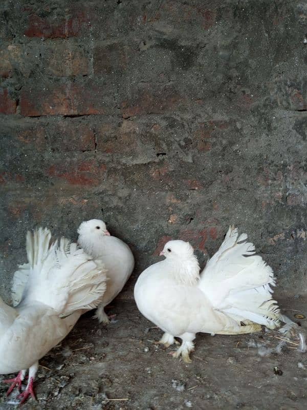 lucky pigeons kabootar for sale 03094196420 3