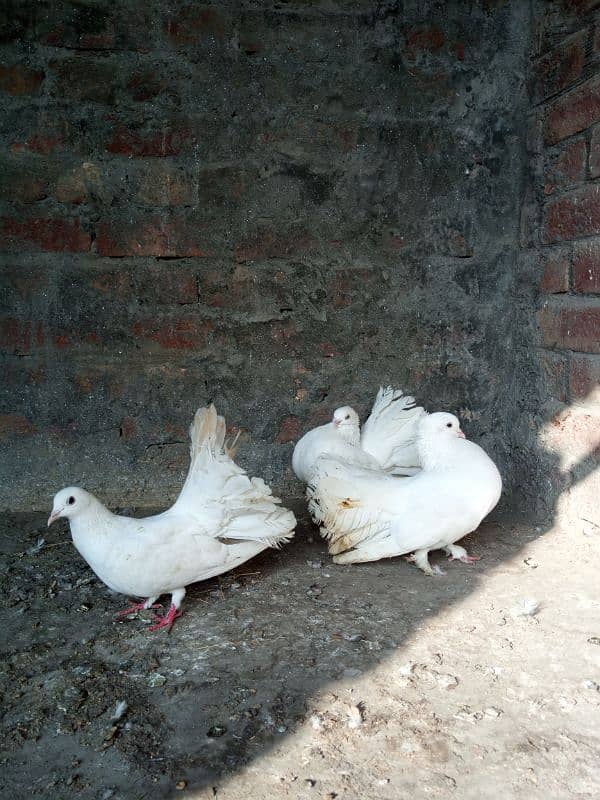 lucky pigeons kabootar for sale 03094196420 4