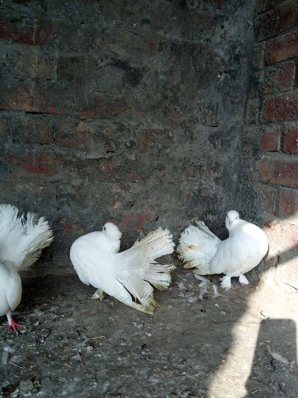 lucky pigeons kabootar for sale 03094196420 6