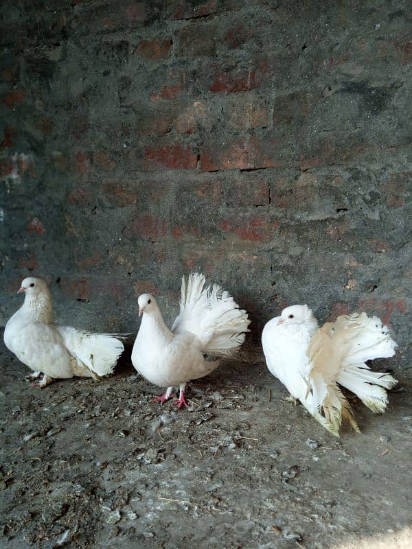 lucky pigeons kabootar for sale 03094196420 7