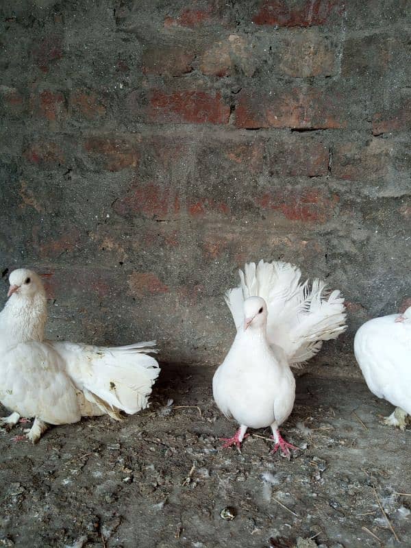 lucky pigeons kabootar for sale 03094196420 8