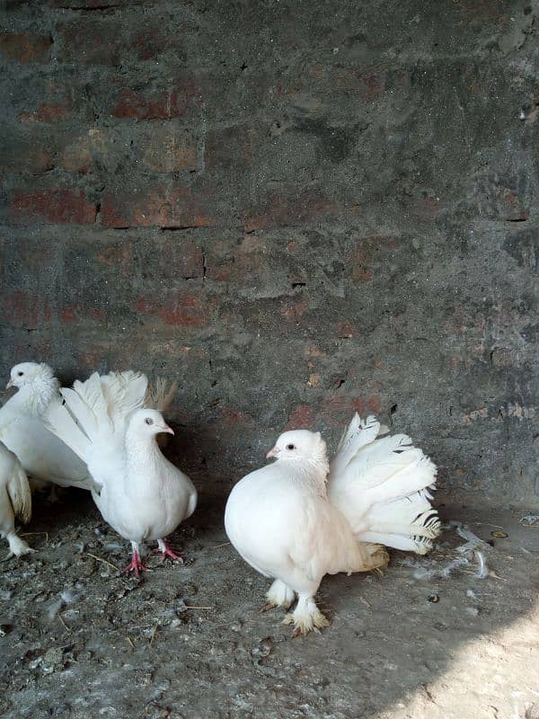 lucky pigeons kabootar for sale 03094196420 9