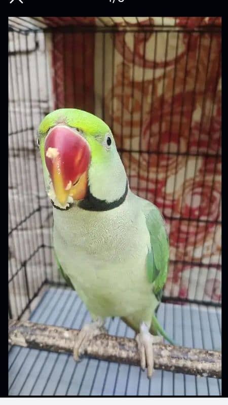 HandTame Taking Raw parrot For Sale 2